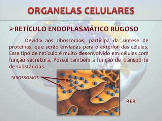 RETÍCULO ENDOPLASMÁTICO RUGOSO
Devido aos ribossomos, participa da síntese de
proteínas, que serão enviadas para o exterior das células.
Esse tipo de retículo é muito desenvolvido em células com
função secretora. Possui também a função de transporte
de substâncias.
RIBOSSOMOS
RER
 