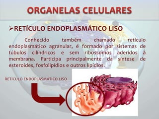 RETÍCULO ENDOPLASMÁTICO LISO
Conhecido também chamado retículo
endoplasmático agranular, é formado por sistemas de
túbulos cilíndricos e sem ribossomos aderidos à
membrana. Participa principalmente da síntese de
esteroides, fosfolipídios e outros lipídios.
RETÍCULO ENDOPLASMÁTICO LISO
 