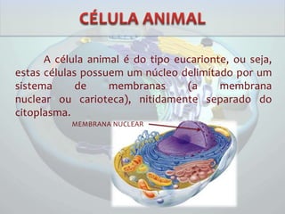 A célula animal é do tipo eucarionte, ou seja,
estas células possuem um núcleo delimitado por um
sistema de membranas (a membrana
nuclear ou carioteca), nitidamente separado do
citoplasma.
MEMBRANA NUCLEAR
 