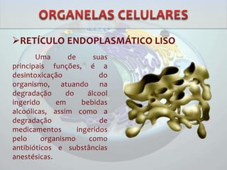 RETÍCULO ENDOPLASMÁTICO LISO
Uma de suas
principais funções, é a
desintoxicação do
organismo, atuando na
degradação do álcool
ingerido em bebidas
alcoólicas, assim como a
degradação de
medicamentos ingeridos
pelo organismo como
antibióticos e substâncias
anestésicas.
 
