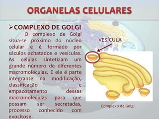 COMPLEXO DE GOLGI
O complexo de Golgi
situa-se próximo do núcleo
celular e é formado por
sáculos achatados e vesículas.
As células sintetizam um
grande número de diferentes
macromoléculas. E ele é parte
integrante na modificação,
classificação e
empacotamento dessas
macromoléculas para que
possam ser secretadas,
processo conhecido com
exocitose.
VESÍCULA
Complexo de Golgi
 