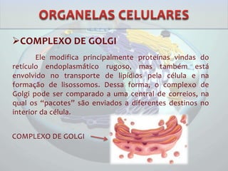 COMPLEXO DE GOLGI
Ele modifica principalmente proteínas vindas do
retículo endoplasmático rugoso, mas também está
envolvido no transporte de lipídios pela célula e na
formação de lisossomos. Dessa forma, o complexo de
Golgi pode ser comparado a uma central de correios, na
qual os “pacotes” são enviados a diferentes destinos no
interior da célula.
COMPLEXO DE GOLGI
 
