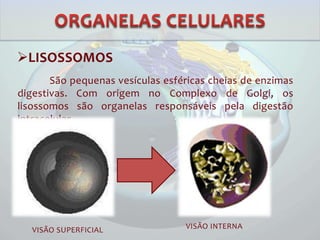 LISOSSOMOS
São pequenas vesículas esféricas cheias de enzimas
digestivas. Com origem no Complexo de Golgi, os
lisossomos são organelas responsáveis pela digestão
intracelular.
VISÃO SUPERFICIAL VISÃO INTERNA
 