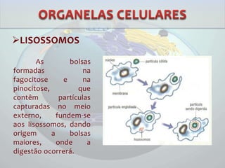 LISOSSOMOS
As bolsas
formadas na
fagocitose e na
pinocitose, que
contêm partículas
capturadas no meio
externo, fundem-se
aos lisossomos, dando
origem a bolsas
maiores, onde a
digestão ocorrerá.
 