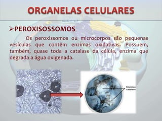 PEROXISOSSOMOS
Os peroxissomos ou microcorpos são pequenas
vesículas que contêm enzimas oxidativas. Possuem,
também, quase toda a catalase da célula, enzima que
degrada a água oxigenada.
 