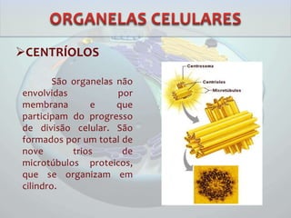 CENTRÍOLOS
São organelas não
envolvidas por
membrana e que
participam do progresso
de divisão celular. São
formados por um total de
nove trios de
microtúbulos proteicos,
que se organizam em
cilindro.
 