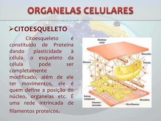 CITOESQUELETO
Citoesqueleto é
constituído de Proteína
dando plasticidade à
célula. o esqueleto da
célula pode ser
completamente
modificado, além de ele
ter movimentos, ele é
quem define a posição do
núcleo, organelas etc. É
uma rede intrincada de
filamentos proteicos.
 