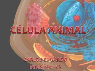 Celula eucarionte animal