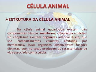ESTRUTURA DA CÉLULA ANIMAL
Na célula animal eucariótica existem três
componentes básicos: membrana, citoplasma e núcleo.
No citoplasma existem organelas aderidas a ele, que
são compartimentos celulares limitados por
membranas. Essas organelas desenvolvem funções
distintas, que, no total, produzem as características de
vida associada com a célula.
 
