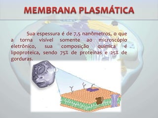 Sua espessura é de 7,5 nanômetros, o que
a torna visível somente ao microscópio
eletrônico, sua composição química é
lipoproteica, sendo 75% de proteínas e 25% de
gorduras.
 