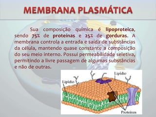 Sua composição química é lipoproteica,
sendo 75% de proteínas e 25% de gorduras. A
membrana controla a entrada e saída de substâncias
da célula, mantendo quase constante a composição
do seu meio interno. Possui permeabilidade seletiva,
permitindo a livre passagem de algumas substâncias
e não de outras.
 