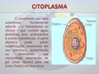 É constituído por uma
substância fundamental
amorfa – o hialoplasma ou
citosol – que contém água,
proteínas, íons, aminoácidos
e outras substâncias. A parte
proteica pode sofrer
modificações reversíveis em
sua estrutura, aumentando
ou diminuindo sua
viscosidade, alternando de
gel (mais denso) para sol
(mais fluido) ou vice-versa.
 