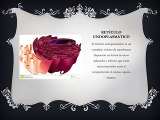 RETÍCULO 
ENDOPLASMÁTICO 
El retículo endoplasmático es un 
complejo sistema de membranas 
dispuestas en forma de sacos 
aplanados y túbulos que están 
interconectados entre sí 
compartiendo el mismo espacio 
interno. 
 