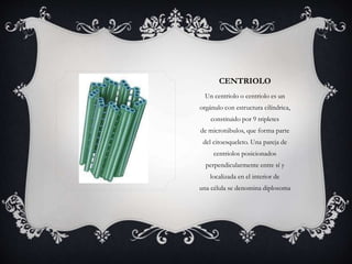 CENTRIOLO 
Un centriolo o centriolo es un 
orgánulo con estructura cilíndrica, 
constituido por 9 tripletes 
de microtúbulos, que forma parte 
del citoesqueleto. Una pareja de 
centriolos posicionados 
perpendicularmente entre sí y 
localizada en el interior de 
una célula se denomina diplosoma 
 