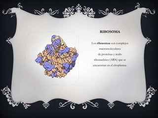 RIBOSOMA 
Los ribosomas son complejos 
macromoleculares 
de proteínas y ácido 
ribonucleico (ARN) que se 
encuentran en el citoplasma. 
 