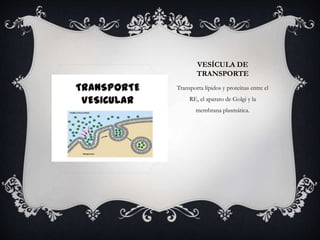 VESÍCULA DE 
TRANSPORTE 
Transporta lípidos y proteínas entre el 
RE, el aparato de Golgi y la 
membrana plasmática. 
 
