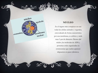 NÚCLEO 
Es el órgano más conspicuo en casi 
todas las células animales y vegetales, 
está rodeado de forma característica 
por una membrana, es esférico y mide 
unas 5 μm de diámetro. Dentro del 
núcleo, las moléculas de ADN y 
proteínas están organizadas en 
cromosomas que suelen aparecer 
dispuestos en pares idénticos. 
 