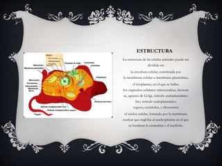 ESTRUCTURA 
La estructura de las células animales puede ser 
dividida en: 
la envoltura celular, constituida por 
la membrana celular o membrana plasmática; 
el citoplasma, en el que se hallan 
los orgánulos celulares: mitocondrias, lisosom 
as, aparato de Golgi, retículo endoplasmático 
liso, retículo endoplasmático 
rugoso, centriolos, y ribosomas; 
el núcleo celular, formado por la membrana 
nuclear que engloba al nucleoplasma en el que 
se localizan la cromatina y el nucléolo. 
 