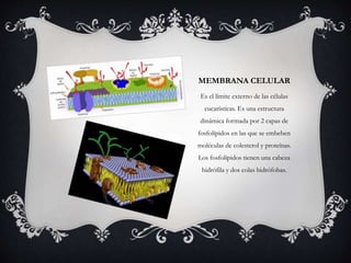 MEMBRANA CELULAR 
Es el límite externo de las células 
eucarísticas. Es una estructura 
dinámica formada por 2 capas de 
fosfolípidos en las que se embeben 
moléculas de colesterol y proteínas. 
Los fosfolípidos tienen una cabeza 
hidrófila y dos colas hidrófobas. 
 