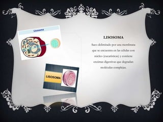 LISOSOMA 
Saco delimitado por una membrana 
que se encuentra en las células con 
núcleo (eucarísticas) y contiene 
enzimas digestivas que degradan 
moléculas complejas. 
 