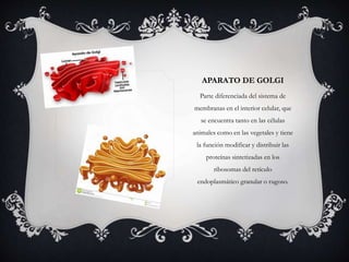 APARATO DE GOLGI 
Parte diferenciada del sistema de 
membranas en el interior celular, que 
se encuentra tanto en las células 
animales como en las vegetales y tiene 
la función modificar y distribuir las 
proteínas sintetizadas en los 
ribosomas del retículo 
endoplasmático granular o rugoso. 
 