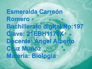 Esmeralda Carreón
Romero
Bachillerato digital No:197
Clave: 21EBH1173X
Docente: Ángel Alberto
Cruz Muñoz
Materia: Biología
 
