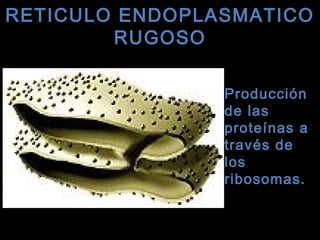 RETICULO ENDOPLASMATICORETICULO ENDOPLASMATICO
RUGOSORUGOSO
Producción
de las
proteínas a
través de
los
ribosomas.
 