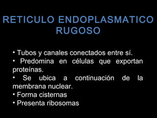• Tubos y canales conectados entre sí.
• Predomina en células que exportan
proteínas.
• Se ubica a continuación de la
membrana nuclear.
• Forma cisternas
• Presenta ribosomas
RETICULO ENDOPLASMATICORETICULO ENDOPLASMATICO
RUGOSORUGOSO
 