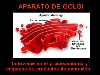 APARATO DE GOLGIAPARATO DE GOLGI
Interviene en el procesamiento y
empaque de productos de secreción.
 