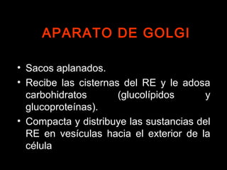 • Sacos aplanados.
• Recibe las cisternas del RE y le adosa
carbohidratos (glucolípidos y
glucoproteínas).
• Compacta y distribuye las sustancias del
RE en vesículas hacia el exterior de la
célula
APARATO DE GOLGIAPARATO DE GOLGI
 