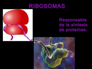 RIBOSOMASRIBOSOMAS
Responsable
de la síntesis
de proteínas.
 