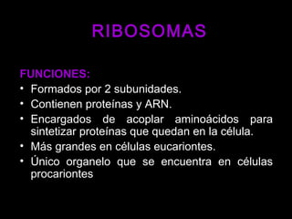 FUNCIONES:FUNCIONES:
• Formados por 2 subunidades.
• Contienen proteínas y ARN.
• Encargados de acoplar aminoácidos para
sintetizar proteínas que quedan en la célula.
• Más grandes en células eucariontes.
• Único organelo que se encuentra en células
procariontes
RIBOSOMASRIBOSOMAS
 