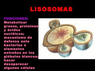LISOSOMASLISOSOMAS
FUNCIONES:FUNCIONES:
MetabolizarMetabolizar
grasas, proteínasgrasas, proteínas
y ácidosy ácidos
nucléicos;nucléicos;
mecanismo demecanismo de
defensa antedefensa ante
bacterias obacterias o
elementoselementos
extraños en losextraños en los
glóbulos blancos;glóbulos blancos;
hacerhacer
desaparecerdesaparecer
algunas célulasalgunas células
 