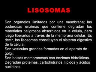 SSon organelos limitados por una membrana; las
poderosas enzimas que contiene degradan los
materiales peligrosos absorbidos en la célula, para
luego liberarlos a través de la membrana celular. Es
decir, los lisosomas constituyen el sistema digestivo
de la célula.
Son vesículas grandes formadas en el aparato de
golgi.
Son bolsas membranosas con enzimas hidrolíticas.
Degradan proteínas, carbohidratos, lípidos y ácidos
nucleicos.
LISOSOMASLISOSOMAS
 