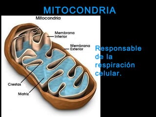 MITOCONDRIAMITOCONDRIA
Responsable
de la
respiración
celular.
 