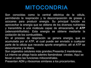 Son conocidas como la central eléctrica de la célula,
permitiendo la respiración y la descomposición de grasas y
azúcares para producir energía. Su principal función es
aprovechar la energía que se obtiene de los diversos nutrientes
y transmitirla a una molécula capaz de almacenarla, el ATP
(adenosintrifosfato). Esta energía se obtiene mediante la
oxidación de los combustibles.
En el proceso de respiración se genera energía, que es
acumulada por el ATP, el cual puede ser enviado a cualquier
parte de la célula que necesite aporte energético; allí el ATP se
descompone y la libera.
Son organelos celulares más grandes.Presenta 2 membranas.
La interna se pliega hacia adentro llamándose crestas. Aquí se
llevan a cabo las funciones mitocondriales.
Presentan ADN y ribosomas similares a los procariontes.
MITOCONDRIAMITOCONDRIA
 