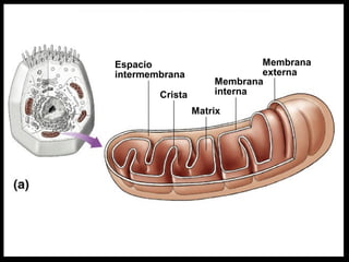 Espacio
intermembrana
Membrana
interna
Membrana
externa
Matrix
Crista
 