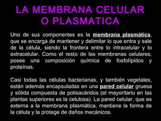Uno de sus componentes es la membrana plasmática,
que se encarga de mantener y delimitar lo que entra y sale
de la célula, siendo la frontera entre lo intracelular y lo
extracelular. Como el resto de las membranas celulares,
posee una composición química de fosfolípidos y
proteínas.
Casi todas las células bacterianas, y también vegetales,
están además encapsuladas en una pared celular gruesa
y sólida compuesta de polisacáridos (el mayoritario en las
plantas superiores es la celulosa). La pared celular, que es
externa a la membrana plasmática, mantiene la forma de
la célula y la protege de daños mecánicos.
LA MEMBRANA CELULARLA MEMBRANA CELULAR
O PLASMATICAO PLASMATICA
 