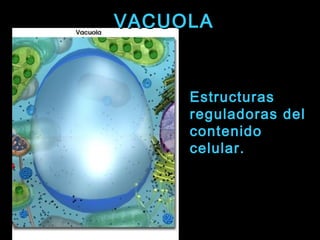 VACUOLAVACUOLA
Estructuras
reguladoras del
contenido
celular.
 