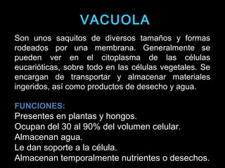 Son unos saquitos de diversos tamaños y formas
rodeados por una membrana. Generalmente se
pueden ver en el citoplasma de las células
eucarióticas, sobre todo en las células vegetales. Se
encargan de transportar y almacenar materiales
ingeridos, así como productos de desecho y agua.
FUNCIONES:FUNCIONES:
Presentes en plantas y hongos.
Ocupan del 30 al 90% del volumen celular.
Almacenan agua.
Le dan soporte a la célula.
Almacenan temporalmente nutrientes o desechos.
VACUOLAVACUOLA
 