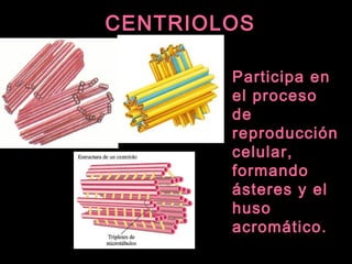 CENTRIOLOSCENTRIOLOS
Participa en
el proceso
de
reproducción
celular,
formando
ásteres y el
huso
acromático.
 