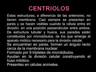 Estas estructuras, a diferencia de las anteriores, no
tienen membrana. Casi siempre se presentan en
pares y se hacen visibles cuando la célula entra en
división, en una posición perpendicular entre ambos.
De estructura tubular y hueca, sus paredes están
constituidas por microtúbulos, de los que emerge el
aparato miótico necesario para la división celular.
Se encuentran en pares, forman un ángulo recto
cerca de la membrana nuclear.
Formado por 9 tripletes de microtúbulos.
Ayudan en la división celular construyendo el
huso mitótico.
Presentes en células animales.
CENTRIOLOSCENTRIOLOS
 