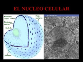 EL NUCLEO CELULAREL NUCLEO CELULAR
 