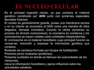 Es el principal organelo celular, ya que contiene el material
genético constituido por ADN junto con proteínas especiales
llamadas histonas.
El núcleo es generalmente grande, posee una membrana porosa
y en su interior se encuentra el ADN como una maraña de hilos
delgados, llamada cromatina. Cuando la célula comienza su
proceso de división (cariocinesis), la cromatina se condensa y los
cromosomas se hacen visibles como entidades independientes.
El cromosoma es el material hereditario cuya principal función es
conservar, transmitir y expresar la información genética que
contiene.
Rodeado de carioteca formado por bicapa de fosfolípidos.
Presenta poros nucleares (proteínas).
Presenta nucléolos en donde se fabrican las subunidades de los
ribosomas.
Lleva la información hereditaria y ejerce influencia sobre las
actividades celulares.
EL NUCLEO CELULAREL NUCLEO CELULAR
 