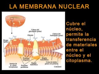 LA MEMBRANA NUCLEARLA MEMBRANA NUCLEAR
Cubre el
núcleo,
permite la
transferencia
de materiales
entre el
núcleo y el
citoplasma.
 