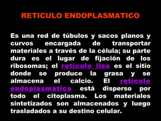 Es una red de túbulos y sacos planos y
curvos encargada de transportar
materiales a través de la célula; su parte
dura es el lugar de fijación de los
ribosomas; el retículo liso es el sitio
donde se produce la grasa y se
almacena el calcio. El retículo
endoplasmático está disperso por
todo el citoplasma. Los materiales
sintetizados son almacenados y luego
trasladados a su destino celular.
RETICULO ENDOPLASMATICO
 