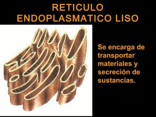 RETICULORETICULO
ENDOPLASMATICO LISOENDOPLASMATICO LISO
Se encarga de
transportar
materiales y
secreción de
sustancias.
 
