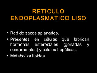 • Red de sacos aplanados.
• Presentes en células que fabrican
hormonas esteroidales (gónadas y
suprarrenales) y células hepáticas.
• Metaboliza lípidos.
RETICULORETICULO
ENDOPLASMATICO LISOENDOPLASMATICO LISO
 