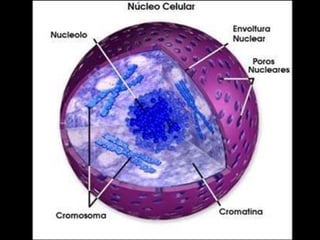 Celula animal
