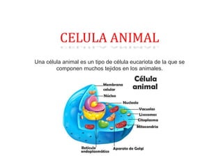 CELULA ANIMAL
Una célula animal es un tipo de célula eucariota de la que se
componen muchos tejidos en los animales.
 